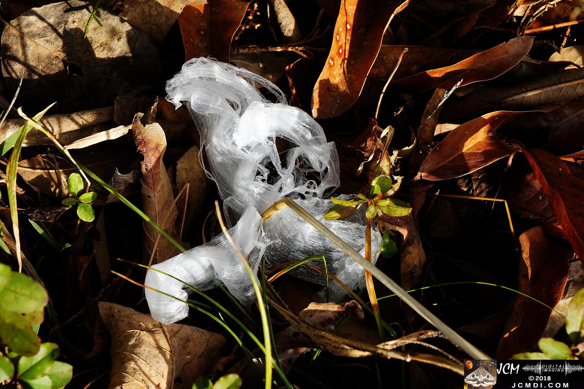 Ice Flowers at Old Hickory Lake, TN